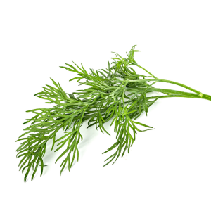 Dill Infused Olive Oil 