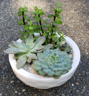 Dimple Garden Succulent Planter