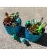 Dino Garden Succulents