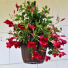 Dipladenia 10" Hanging Basket Florida Tropical Plant