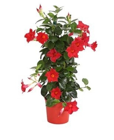 Dipladenia  Outdoor Blooming Plant in Chatham, NJ | SUNNYWOODS FLORIST