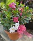 Dipladenia Trio Planted in 12" Deco Pot 