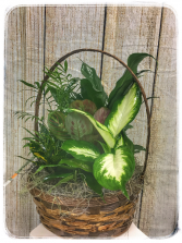 Dish Garden - 10