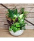 Dish Garden (10-inch) Dish Garden of Green Plants