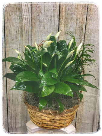 Dish Garden – 12″ Basket Plant