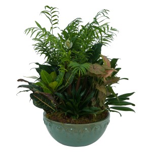 DISH GARDEN
