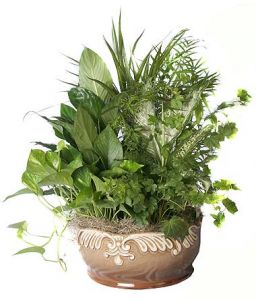 Dish Garden