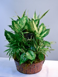 Category Image