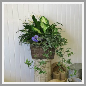 Hand Crafted Dish Garden Containers and Plants Vary