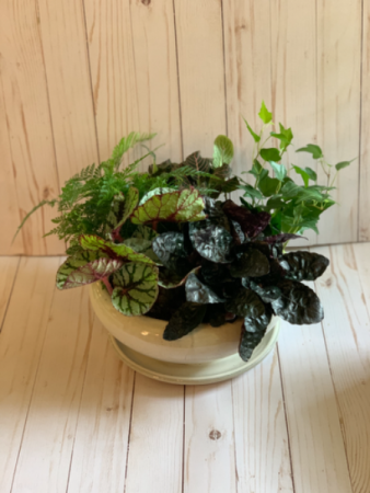 Dish garden