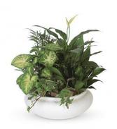 Large Dish Garden Ceramic Container