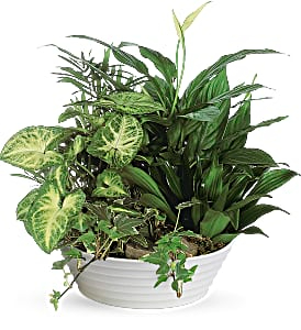 Dish Garden  in Coral Springs, FL | DARBY'S FLORIST
