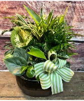 Dish Garden 8" 