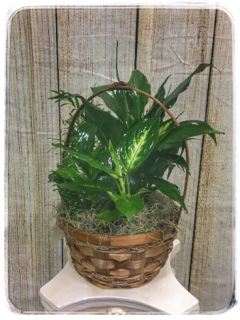 Dish Garden – 8″ Basket Plant