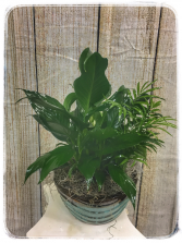 Dish Garden – 8″ Ceramic Plant