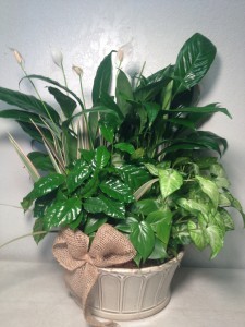 DISH GARDEN