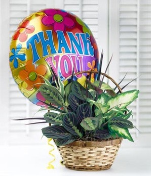 Dish Garden Plant & Mylar Balloon 60.95, $75.95, $80.95 in Universal City, TX | BLOOMINGTONS FLOWER SHOP
