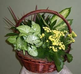 Dish Garden Basket filled with assorted plants and flowering Kalanchoe