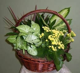 Dish Garden Basket filled with assorted plants and flowering Kalanchoe 