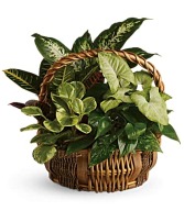 Green Dish Garden in Basket