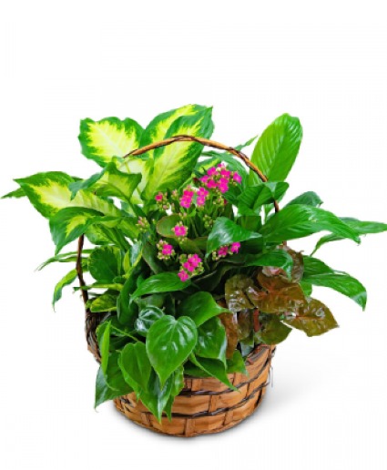 Dish Garden Plant  MOTHER'S DAY GIFT