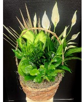 Dish Garden Basket w/ Peace Lily Dish Garden