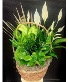 Dish Garden Basket w/ Peace Lily Dish Garden