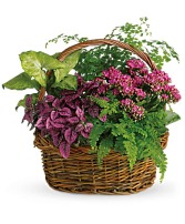 Dish Garden Basket with Pink or Purple Dish Garden House Plants