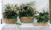 Dish Garden Baskets Plant