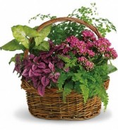 Bursting in Color Dish Garden & Silk Flowers