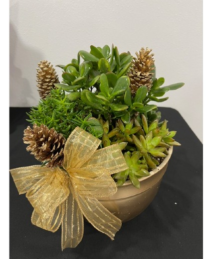 Dish Garden Cactus