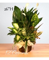 Dish Garden Ceramic  Plants