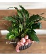 Dish Garden Ceramic  Plants
