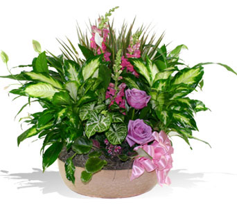 Dish Garden Deluxe