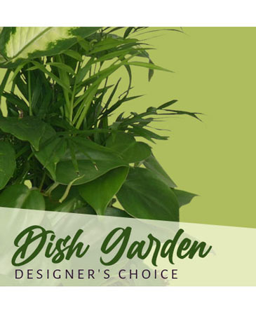 Dish Garden Designer's Choice in Presque Isle, ME | COOK FLORIST, INC.
