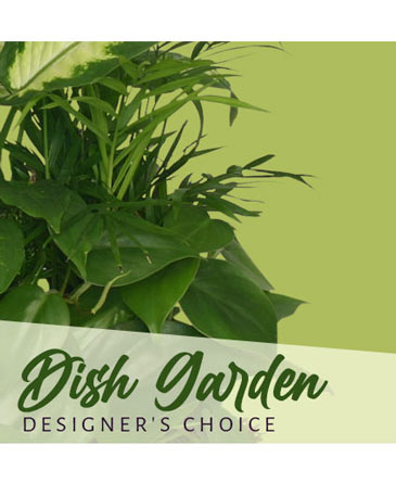 Dish Garden Designer's Choice in Burgess, VA | abloom