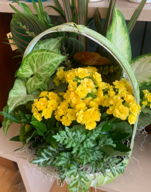 Basket Dish Garden Flowering Houseplants