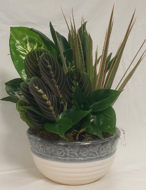Dish Garden Green Plant