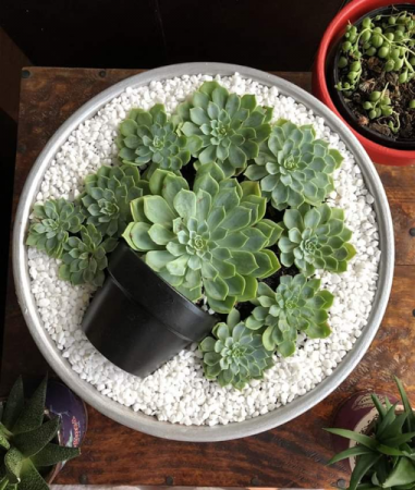 Dish Garden green Plant arrangement