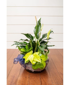 Dish Garden House Plant