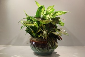 Dish Garden in a Ceramic Pot in Princeton, TX | Princeton Flower and Gift Shop Dish Garden in a Ceramic Pot in Princeton, TX | Princeton Flower and Gift Shop
