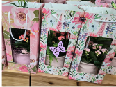 Dish Garden In A Gift Bag  