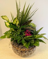  Ceramic Dish Garden  NFS-DGC110   C1