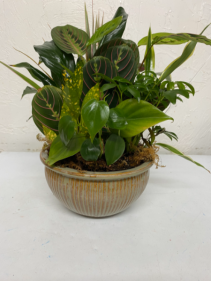 Dish garden in ceramic container  