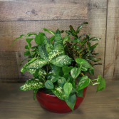DISH GARDEN IN CERAMIC CONTAINER