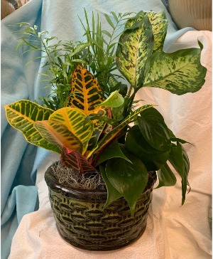 Dish Garden in Ceramic Plant