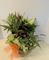 Ceramic Dish Garden     NFS-DGC90