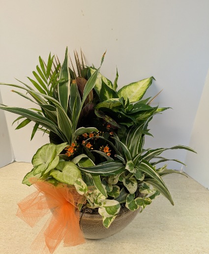 Ceramic Dish Garden     NFS-DGC90