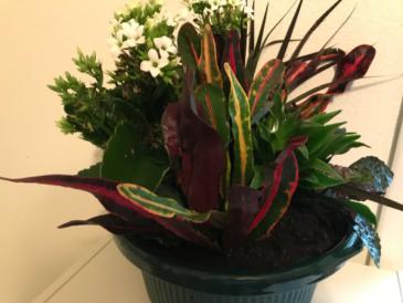 Dish Garden in Multicolors Holiday Flowers
