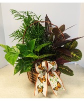 Dish Garden in Wicker 